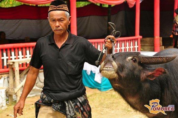Tana Toraja - spektakularni pogrebni obredi na Sulawesiju
